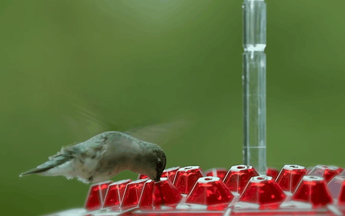 Hummingbird Voederhuisje Hangend Mierenproof