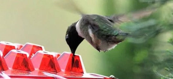Hummingbird Voederhuisje Hangend Mierenproof