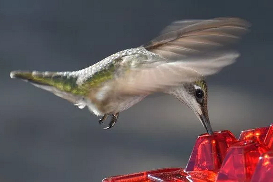 Hummingbird Voederhuisje Hangend Mierenproof