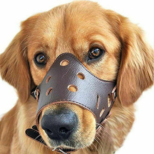 Hond Bijt Muizenkap Mondbescherming