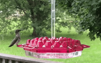 Hummingbird Feeder Hangend Buiten Perch