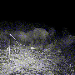 Wildlife Camera Trail Cam Nachtzicht Buiten Camera Jagen Beveiliging