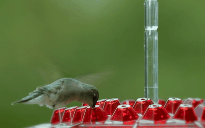 Hummingbird Voederhuisje Hangend Mierenproof