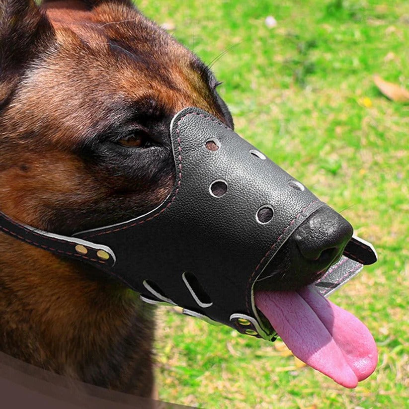 Hond Bijt Muizenkap Mondbescherming