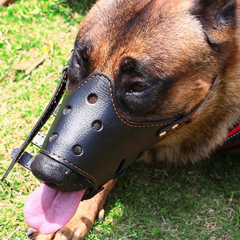 Hond Bijt Muizenkap Mondbescherming