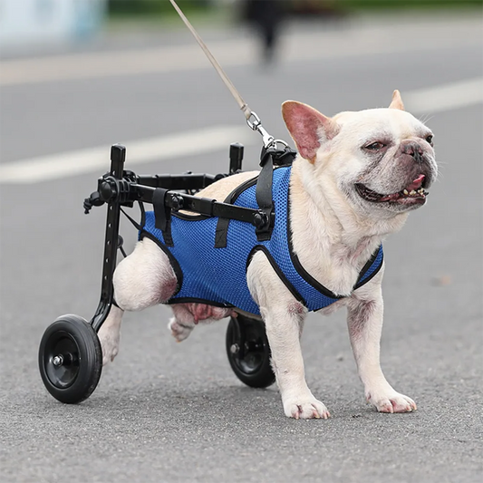 Rolstoel Hond Achterpoten Steun Revalidatie Hulp Huisdier Loopversterker